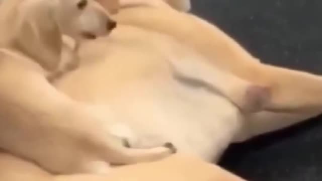 Top Funny Cute Dog Videos