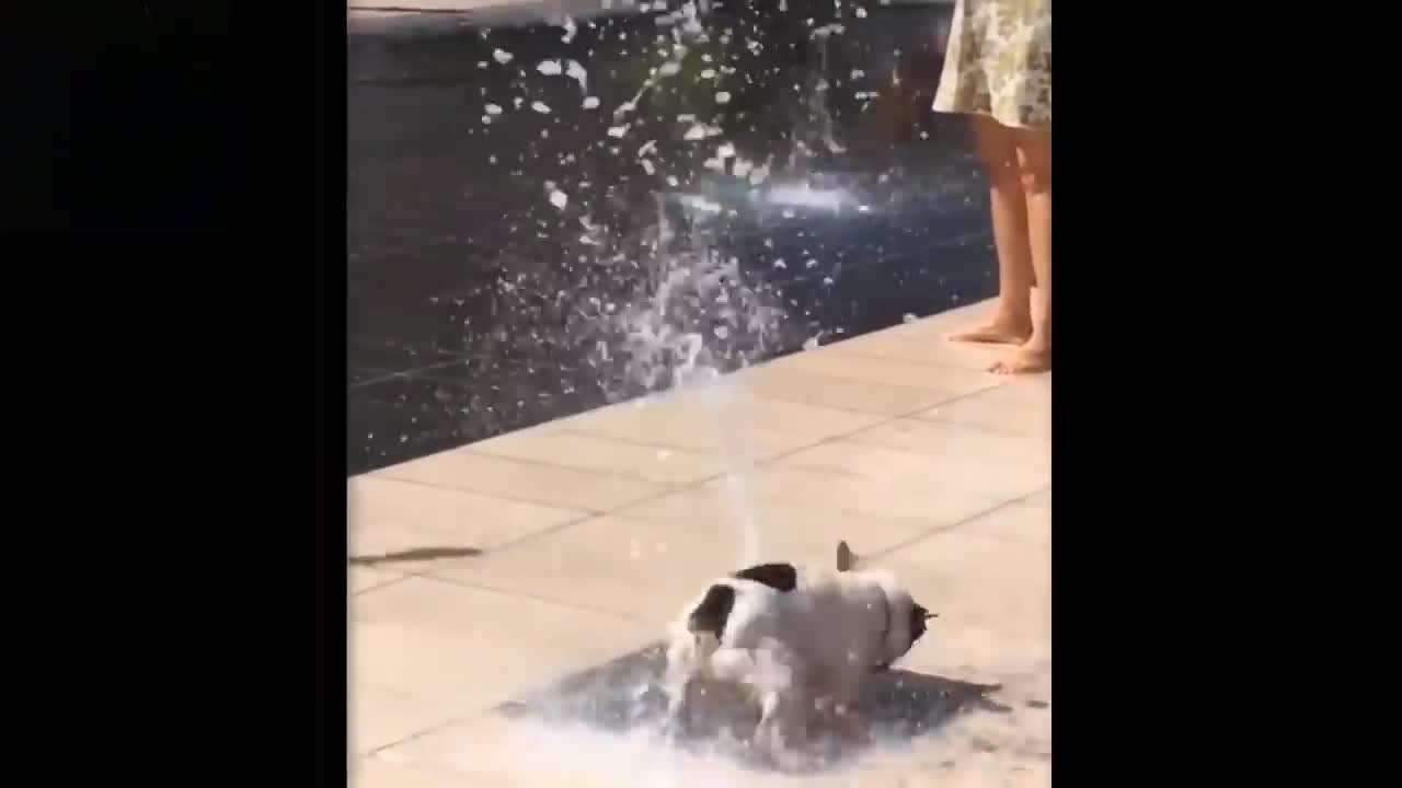 BABY PETS- CUTE AND FUNNY PETS VIDEOS