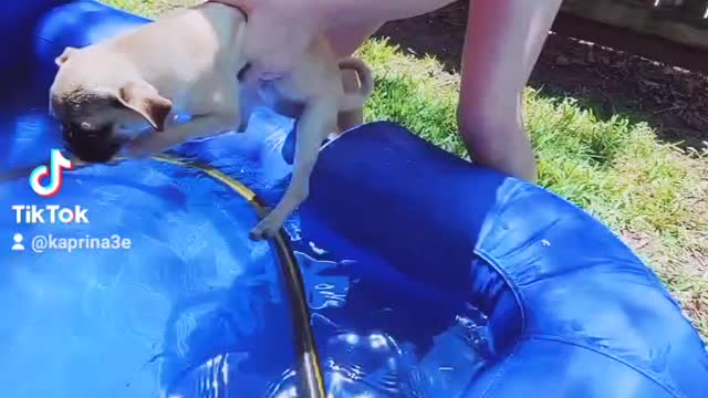 Pug likes water