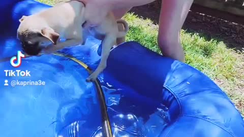 Pug likes water