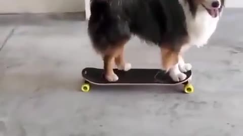 what a cute little dog skaters and good ones