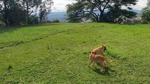 Free and joyful puppy