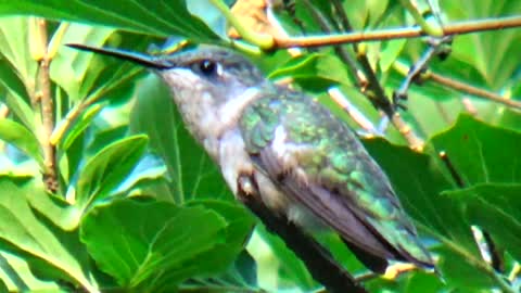 Hummingbird