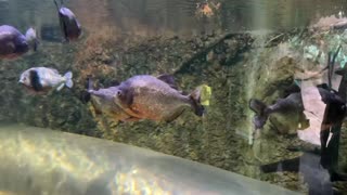 PIRANHAS AT HOUSTON ZOO