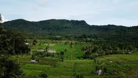 Drone Footage of a Paddy Field