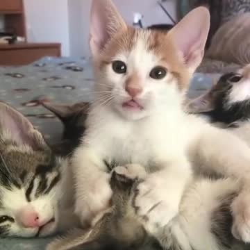 Look how cute people, not willing to bite?