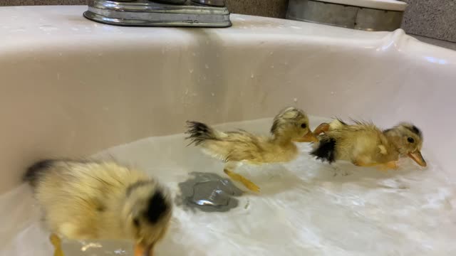 Ducks in the sink!