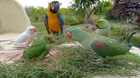 Talking parrot baby