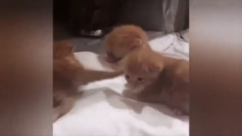 Too cute fluffy kitten