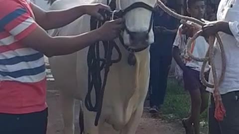 Khelar cow