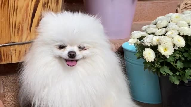 Funny and Cute Dog Pomeranian 😍🐶| Funny Puppy Videos