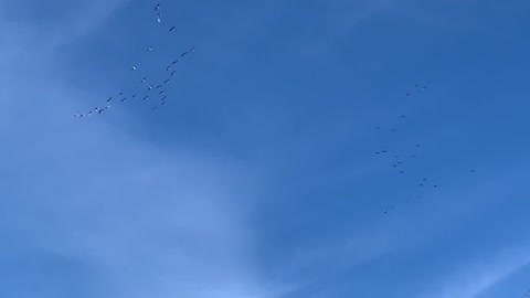 Sandhill Cranes over rural KY