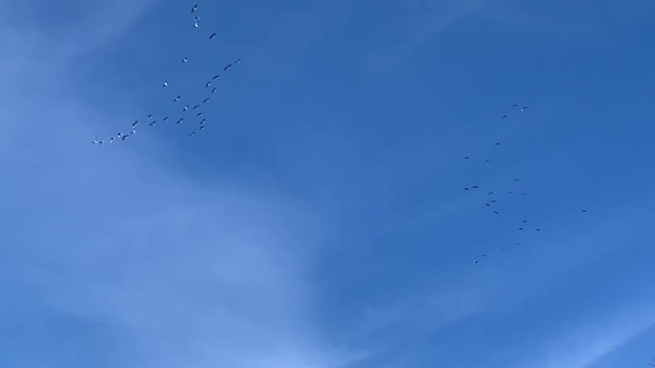 Sandhill Cranes over rural KY