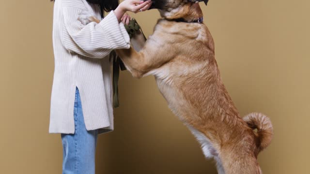 Labrador Puppy Learning and Performing Training Commands | Dog Showing All Training Skills