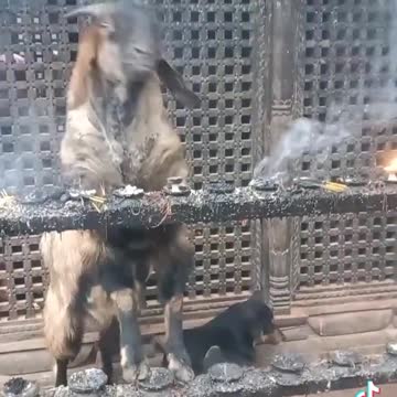 Goat knows how to smoke better than humans