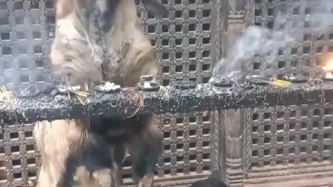 Goat knows how to smoke better than humans