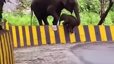 Mom always there to lend a helping trunk 😊