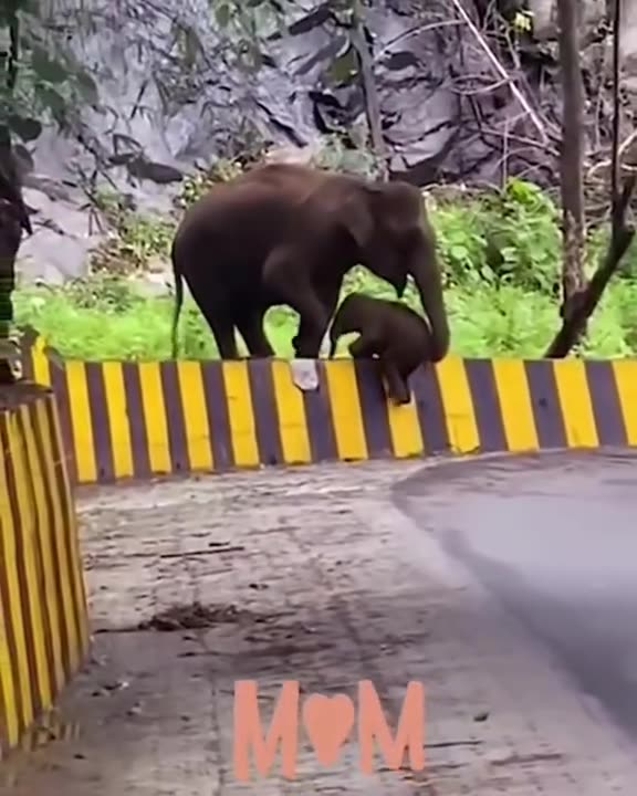 Mom always there to lend a helping trunk 😊