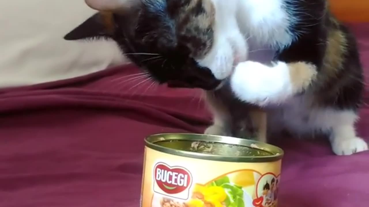 Cooking with my cat Tiky.Canned pate claw recipeš„°
