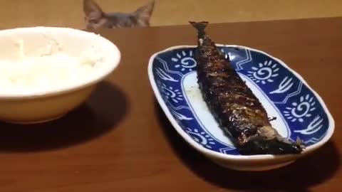 😂😂How The Naughty Cat Is Trying To Get The Fish From The Plate...