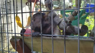 Monkey Enjoys Eating a Juicy Apple