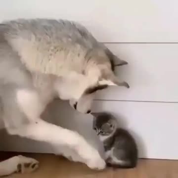 Dog ||Cat||Puppy||kitten||Baby