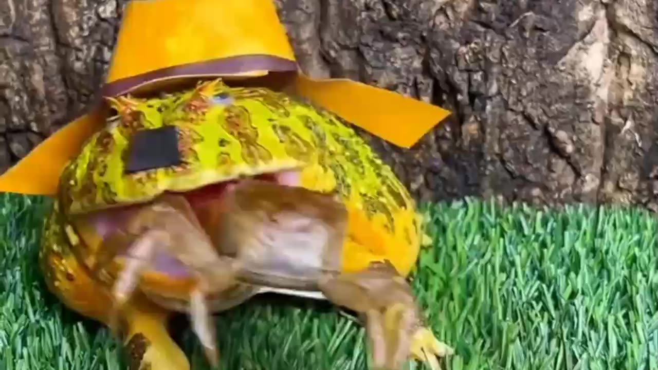 Gentlemen Frog 🐸 Eating Crabs 🦀 Whorng