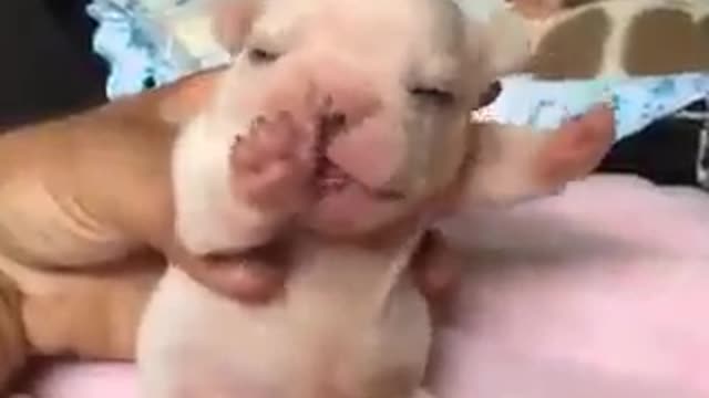 Pet is cute