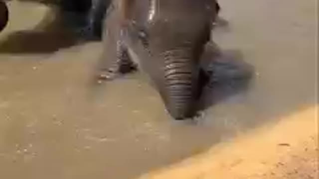 A baby elephant is bathing..