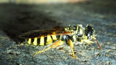 Five-banded thynnid wasp