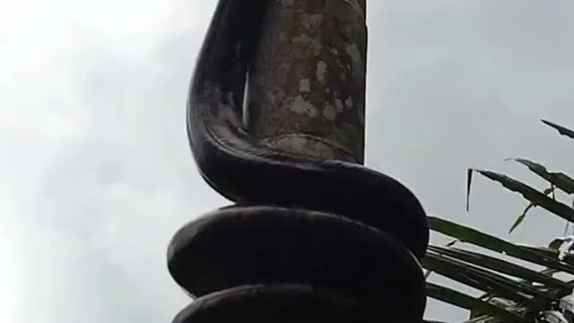 a big snake climbs a tall tree