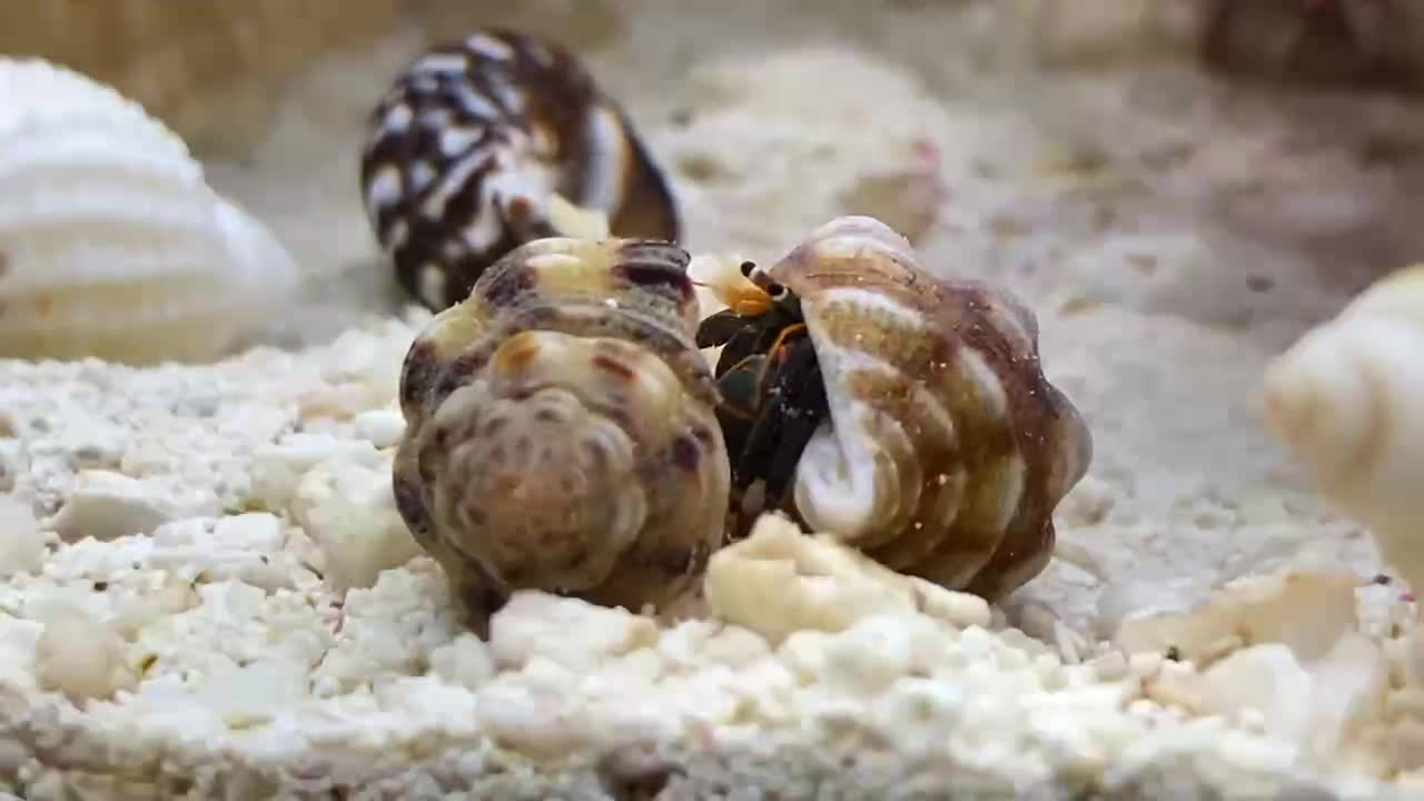 Hermit crab thinking about new shell