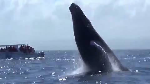 The natural spectacle of mating whales in the Dominican Republic.