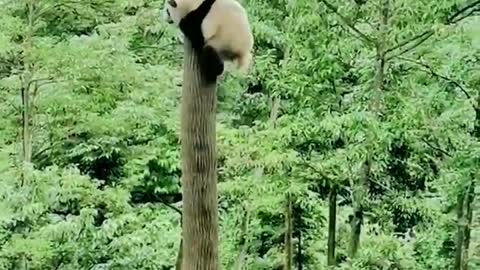 The Daily life of pandas