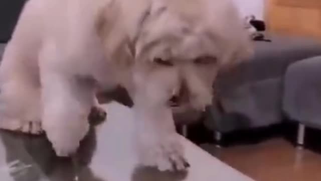 Adorable Super FUNNIEST DOGS Never Ever Seen Before.