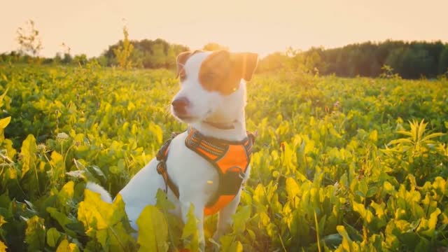 Beautiful beautiful moment of beautiful dog.