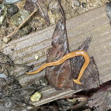 Slithery And Slimy! Yabanjindakara