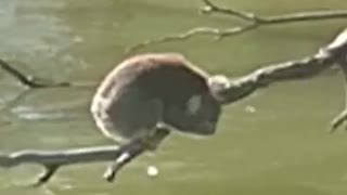 Sleepy Koala Wakes from Nap for a Drink