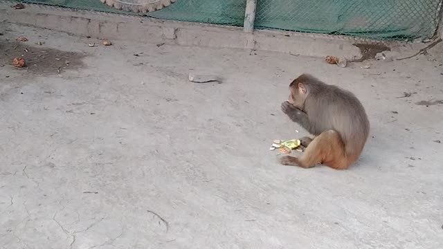 Monkey Playing In Zoo WIth Children #Viralvideo