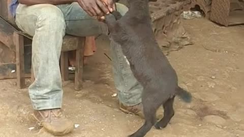 man with his goat