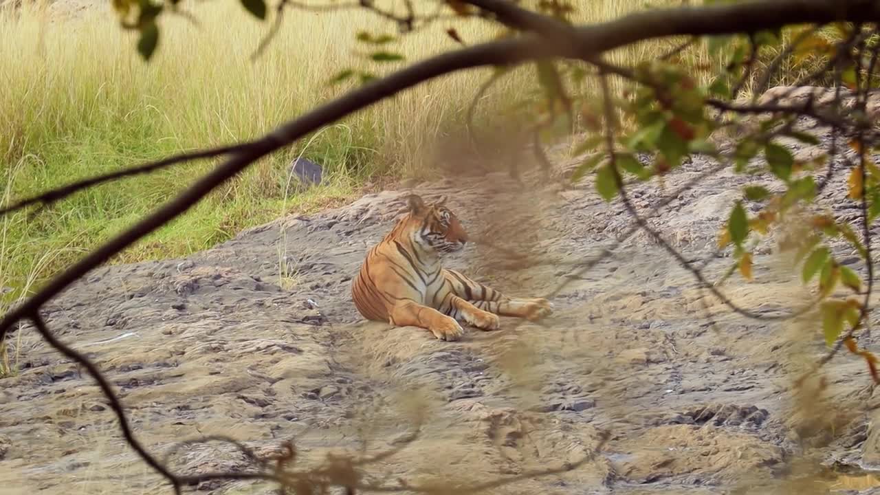 Bengal tiger is a Panthera tigris population native to the Indian subcontinent