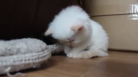 Cute cat fall asleep