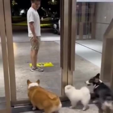 Dogs Can't See Door is Open #doglife #funnyanimals #petshorts