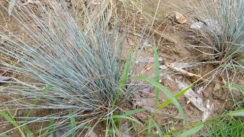 what grass is this with pointy leaves