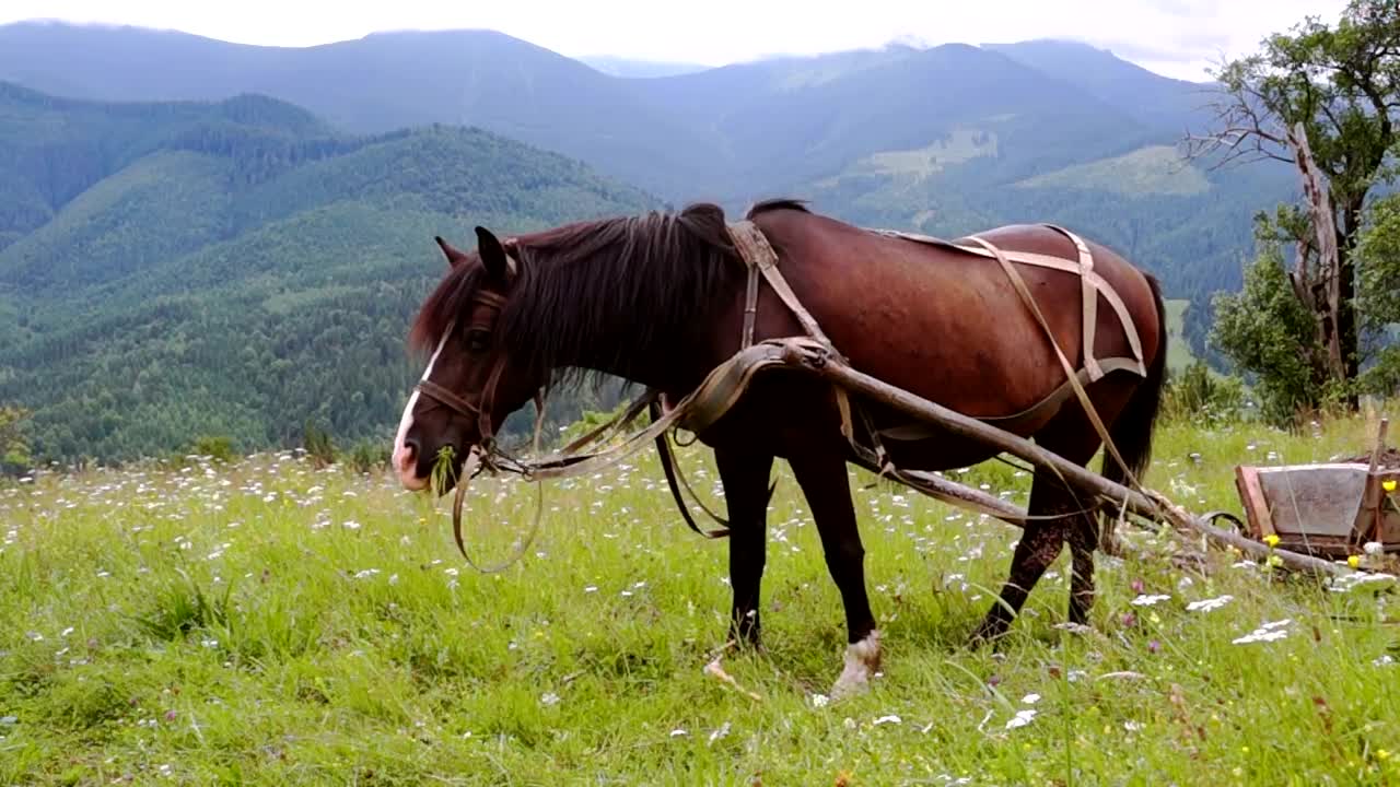 A harnessed horse grazing in the meadow