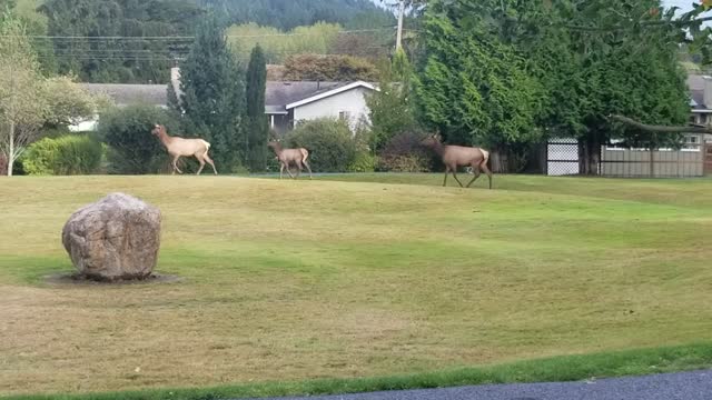 Deer 🦌Run Thru North Bend, WA!!🦌