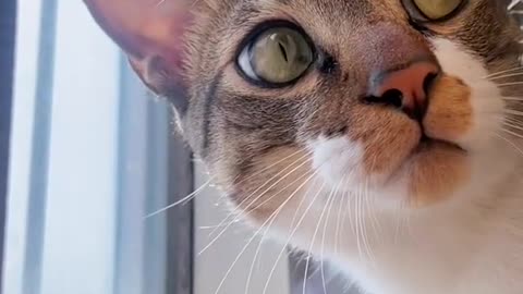 FunWithKzCat