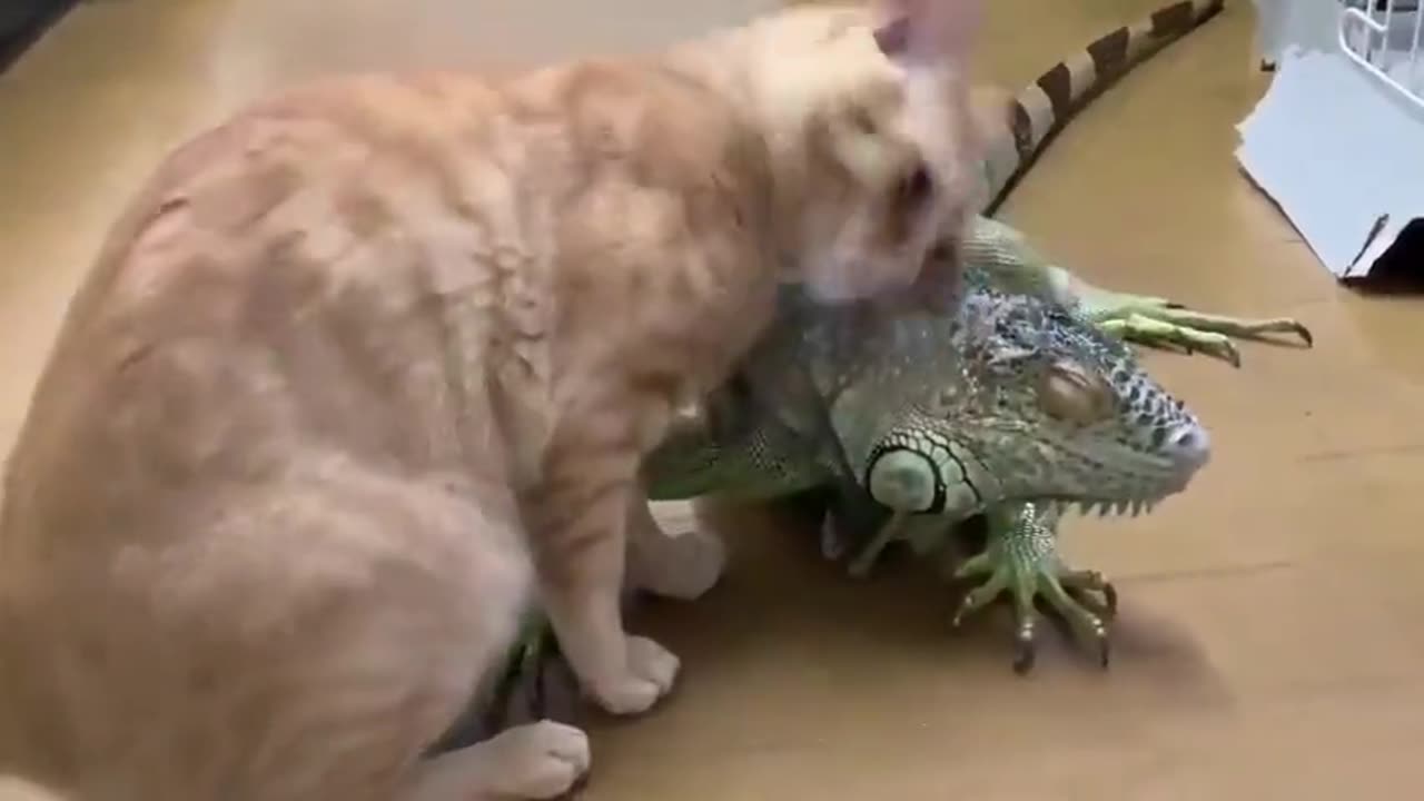 Cat Uses A Lizzard To Scratch Itself