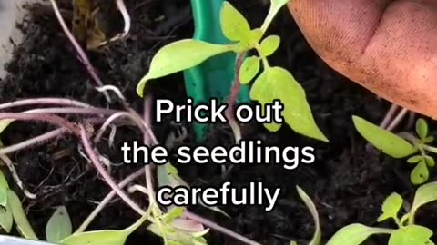 Simple method to plant tomato seeds