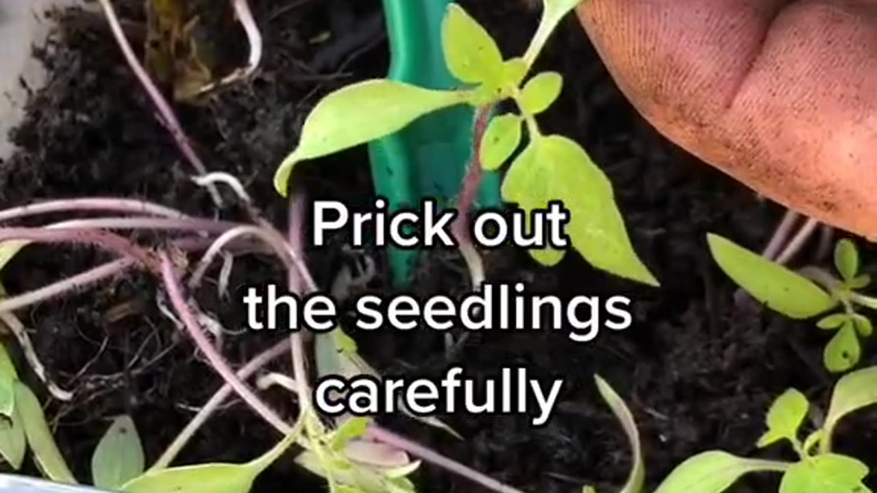 Simple method to plant tomato seeds